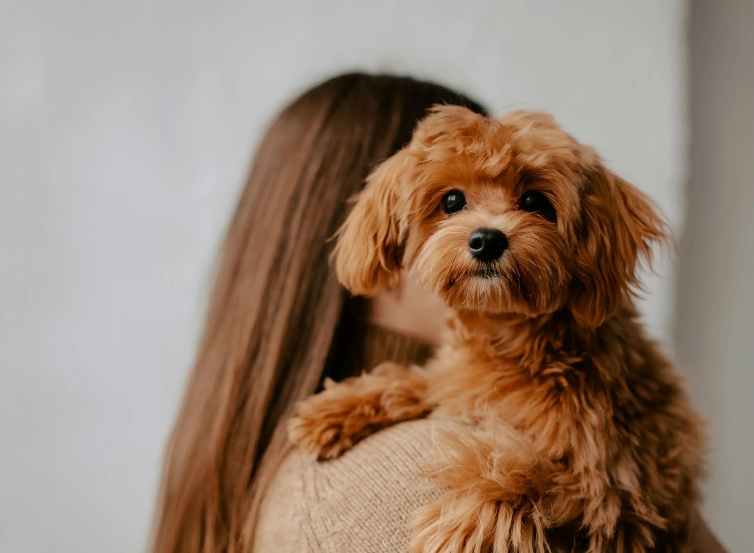 A person holding a small curly-haired dog