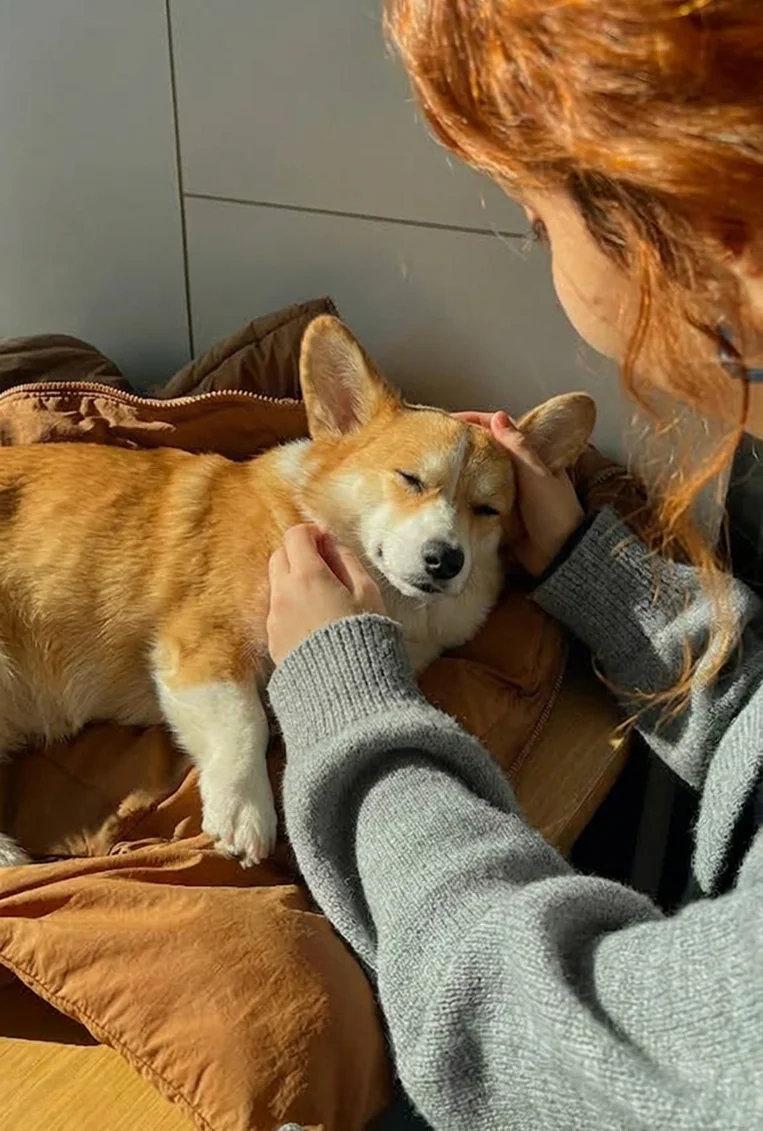 A dog resting in their owner’s arms on a sofa